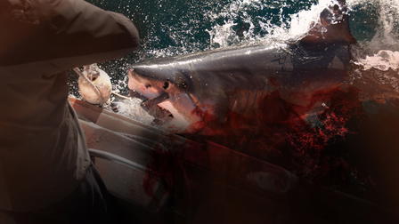 Into the Shark Bite