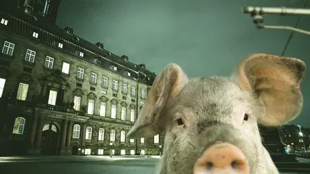 Hvem passer på grisene?