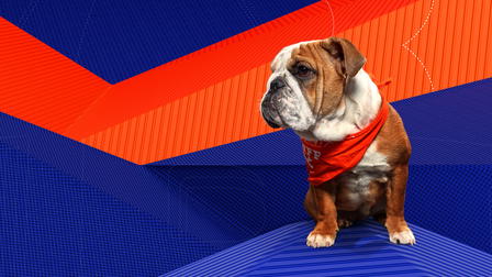 Road to Puppy Bowl