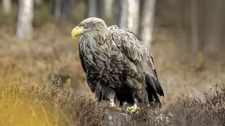 Merikotkan paluu