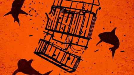 Predatori letali: il morso dello squalo