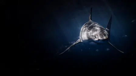 Requins vaudou