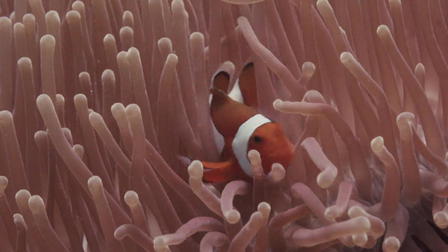A Day on the Reef: Sipadan