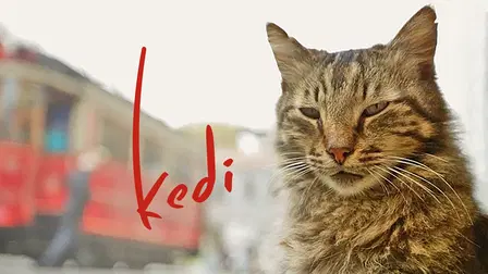 Kedi (Gatos de Estambul)