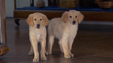 Valpene på skattejakt