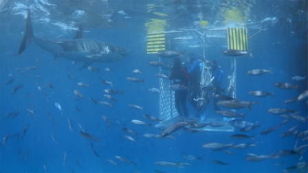 Search for the Great Sharks