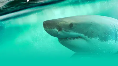 Great White Appetite