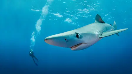Sharks Gone Wild 3
