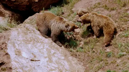 Wild Relations