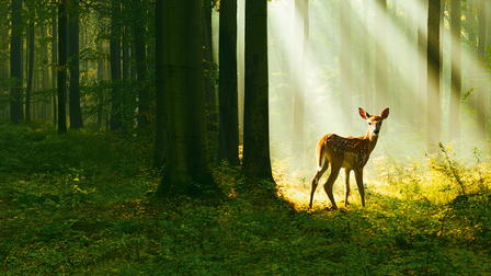 Bambi: A Tale of Life in the Woods