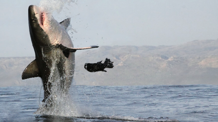 Great White Shark Legend