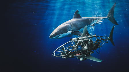 Mechashark Love Down Under