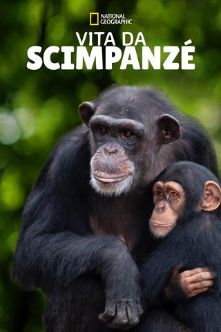 Vita da scimpanzé