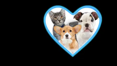 Give a Dog a Home Live!