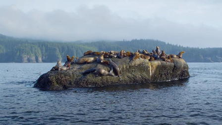 Seals - Clowns of the Sea