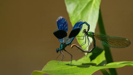 Creepy Crawlies