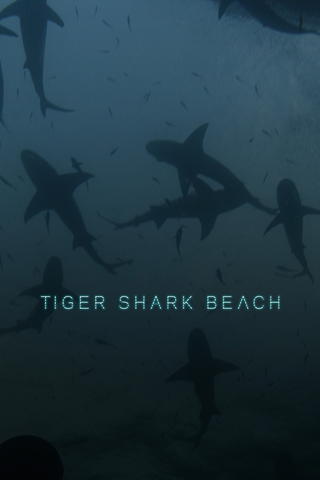 Tiger Beach