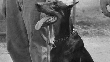 Story of a Dog