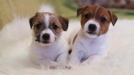 Puppy Love