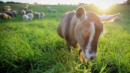 The Ghosts in Our Machine