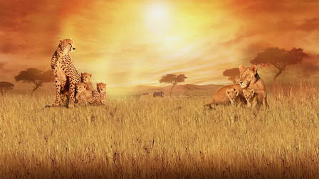 Im Reich der Raubkatzen