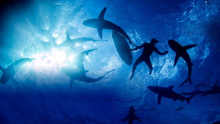 Sharkwrecked