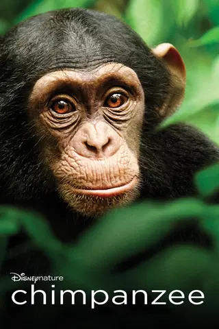 Chimpanzee