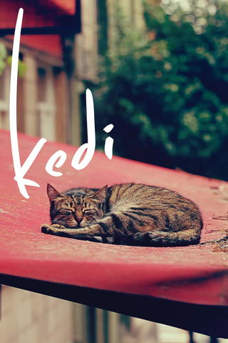 Kedi