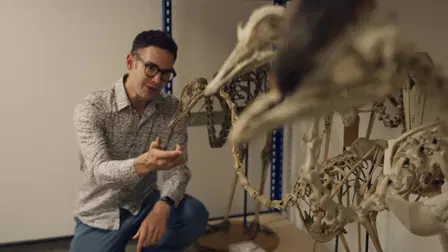 The Mystery of the Giant Birds