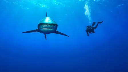 Les plus dangereux des requins