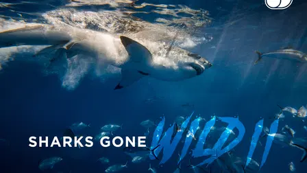 Sharks Gone Wild: Eat, Prey, Blood