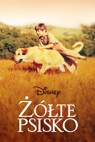 Żółte psisko
