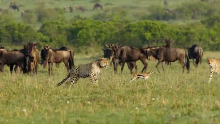 The Incredible Five - A Cheetah's Tale