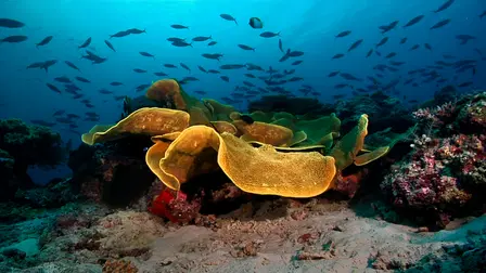 Oceans: Nature's Aquarium