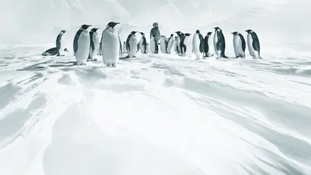 Rückkehr zum Land der Pinguine