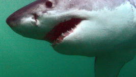 El gran tiburón blanco: una leyenda viva