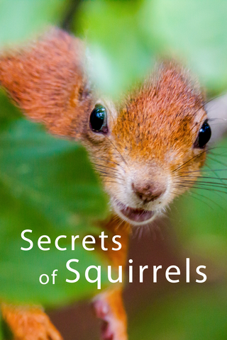 Secrets of Squirrels