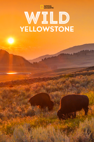 Wild Yellowstone