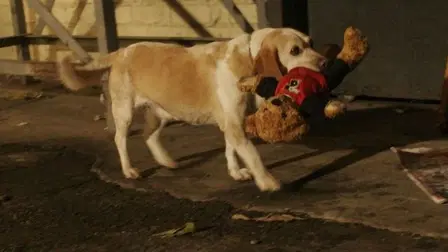 Aussie and Ted's Great Adventure