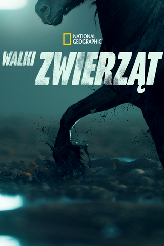 Walki zwierząt