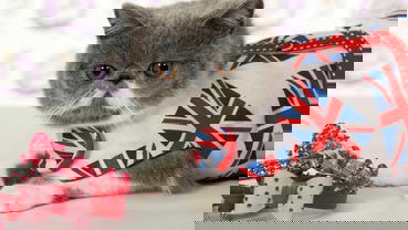 Star Paws: The Rise of Superstar Pets