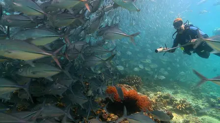 Nature's Greatest Secret - The Coral Triangle