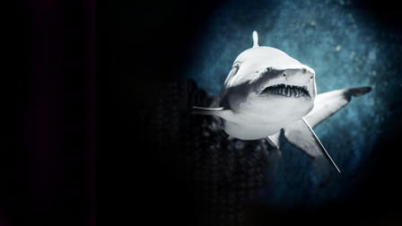 Zombie Sharks