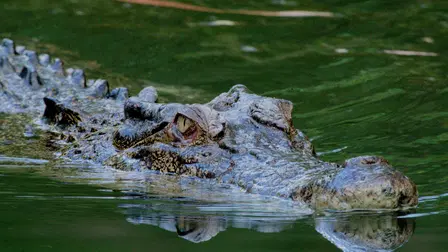 Shark vs. Giant Croc