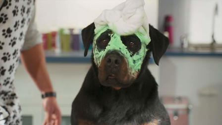 Show Dogs