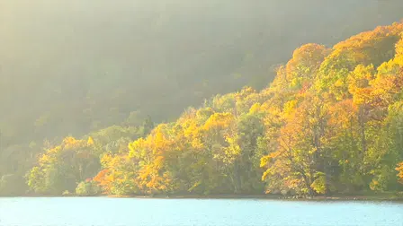 Why Japanese autumn. Ambient video