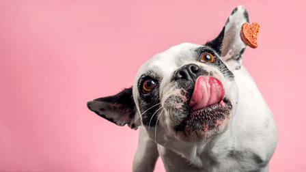 Meu Cão Ideal
