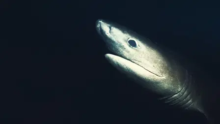 Alien Sharks Greatest Hits