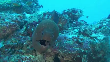 Fascination Coral Reef: Hunters and the Hunted