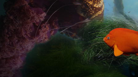 Seasons of the Sea: A Film by Howard Hall